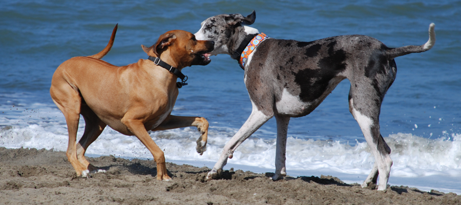 comportement des animaux